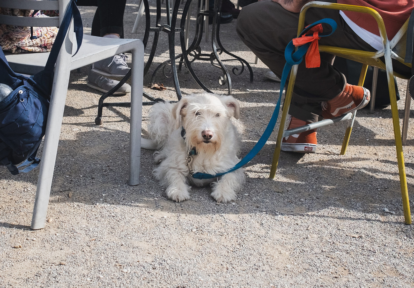 Dog sat under table