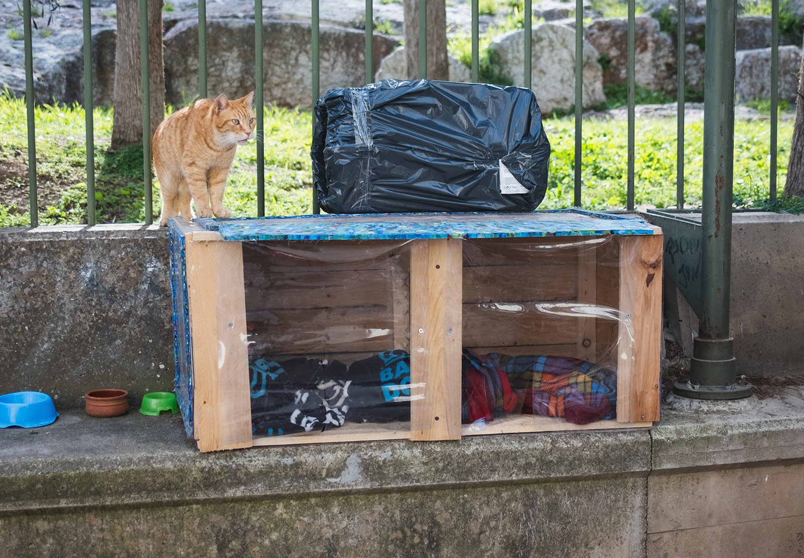 Cat standing on makeshift shelter