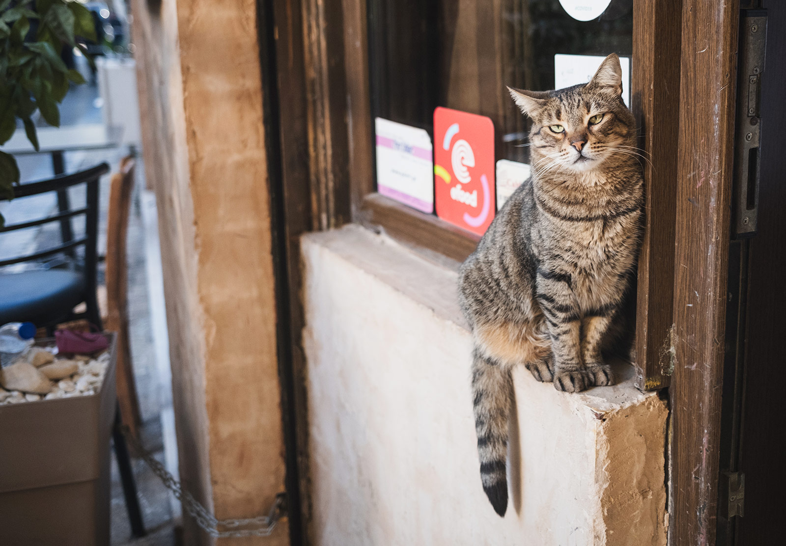 Tabby cat on restaurant windowsill
