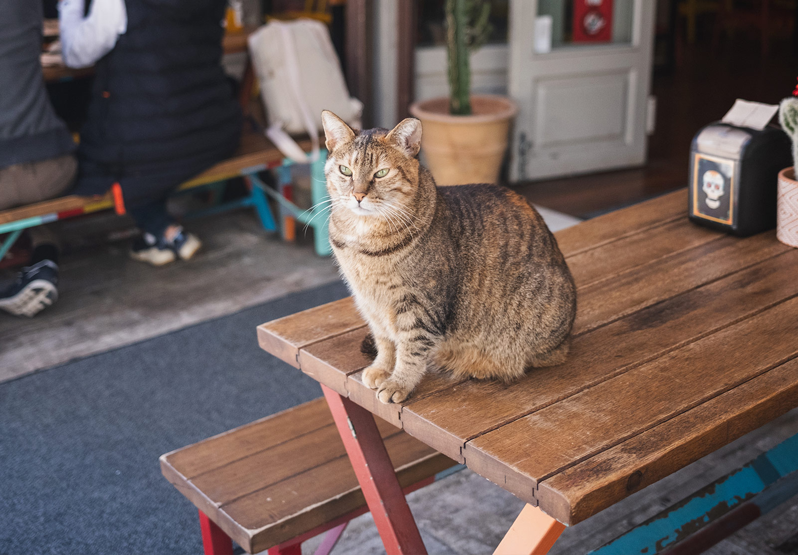 Tabby cat sat on restaurant bench