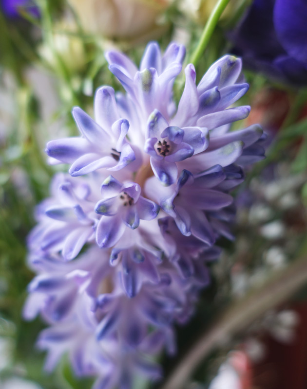 Pale purple hyacinth