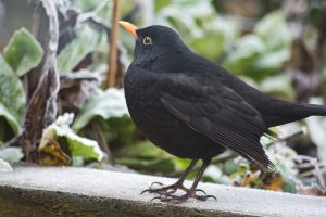 Blackbird standing on frost