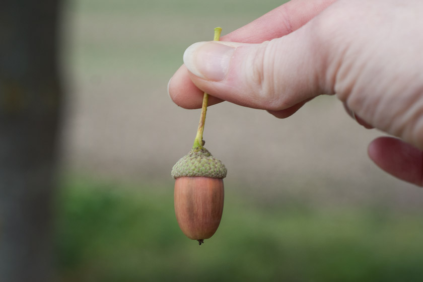 Holding acorn