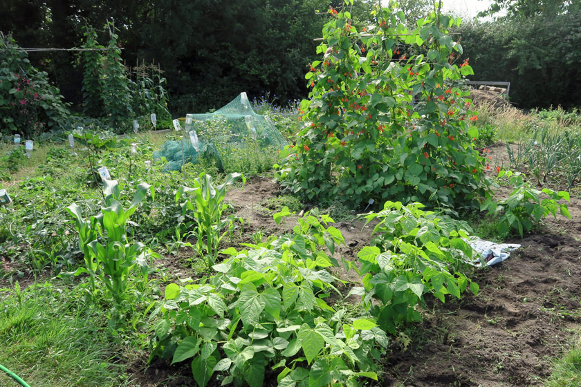 View of whole plot and beans