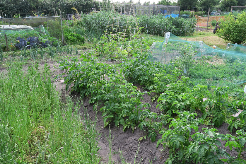 Allotment plot filled with green plants