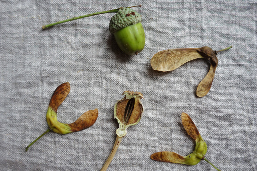 Seed heads and pods