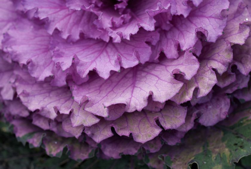 Purple cabbage leaves