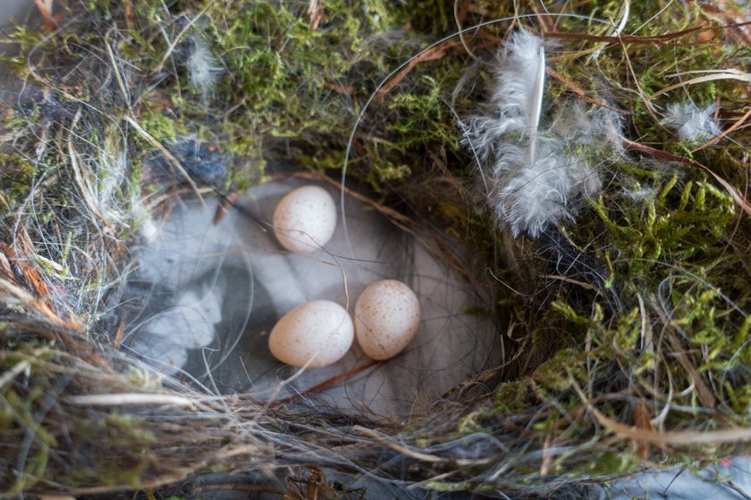 Blue tit eggs in nest