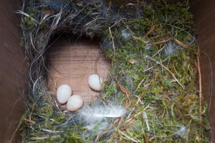 Blue tit eggs in moss nest