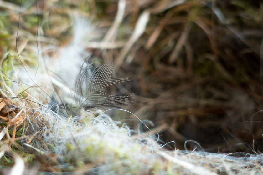 Fine feather in nest