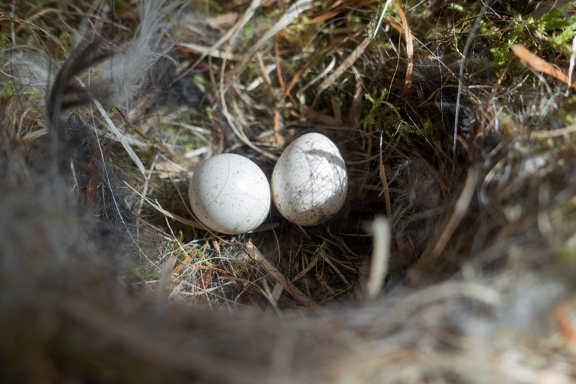 Tiny bird eggs