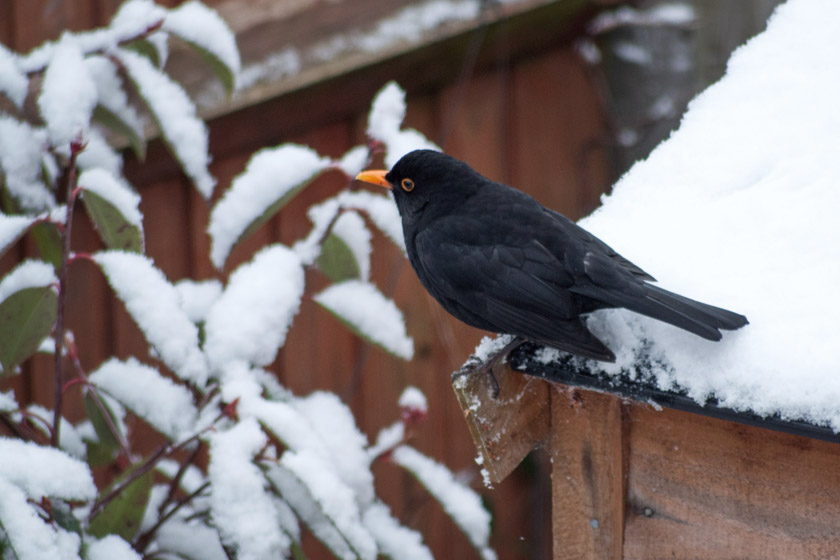 Blackbird on snowy shed roof