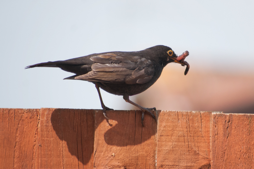 Blackbird with worms in mouth
