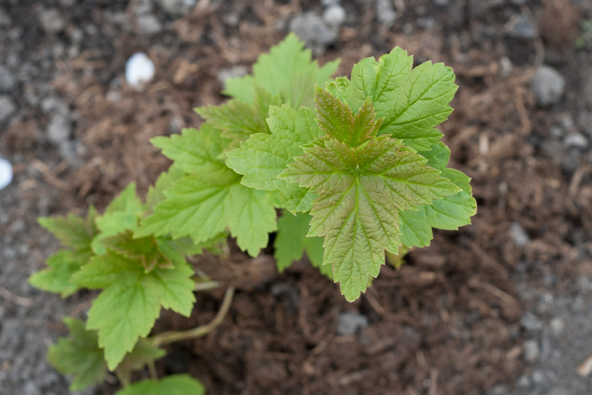 Young green blackcurrant leaves