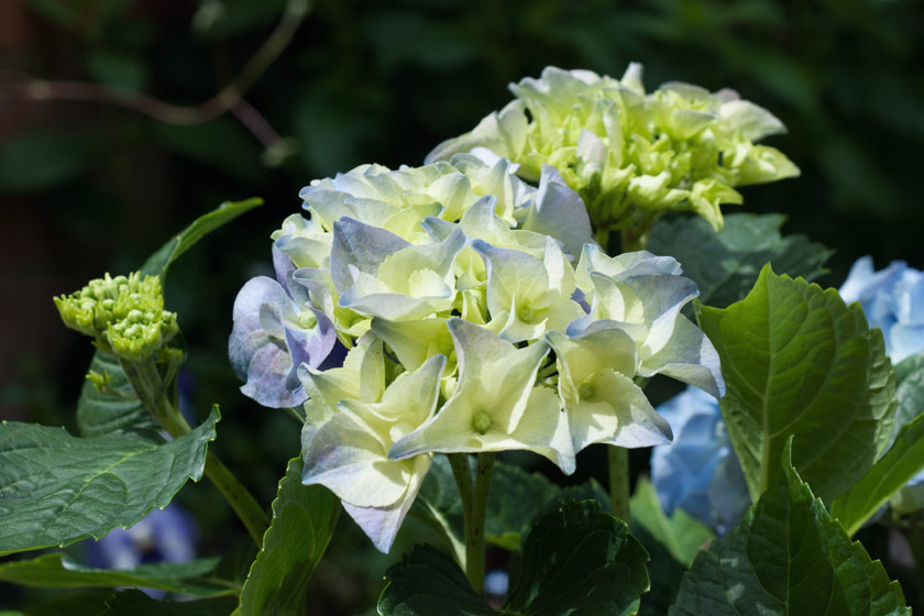 Young hydrangea buds