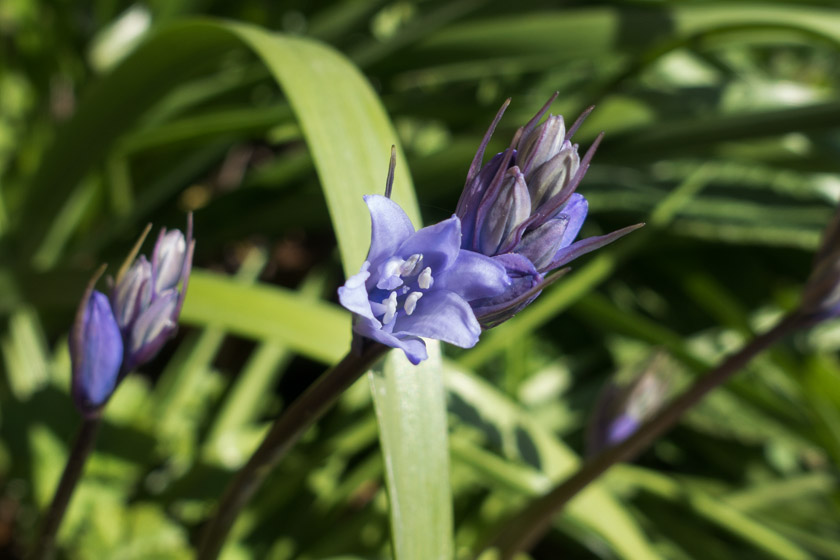 Bluebell bud opening