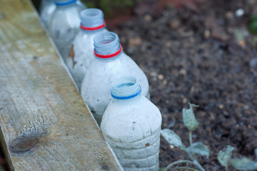 Water bottle cloches with frost