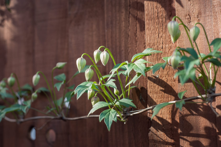 Clematis flower buds on fence