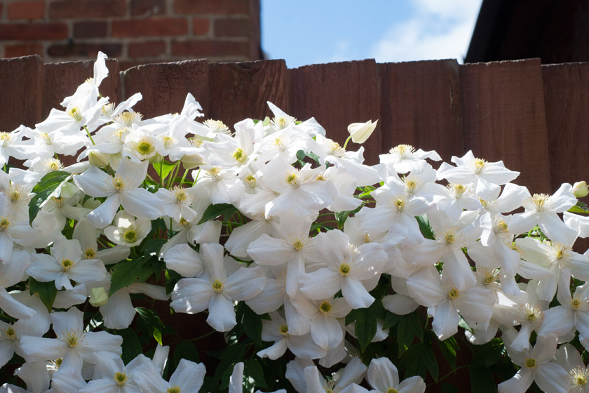 White Clematis flowers