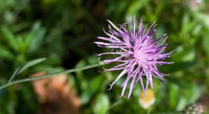 Purple clover flower