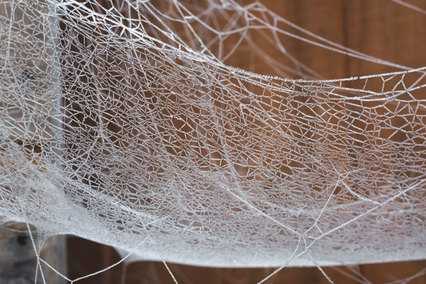 Intricate cobweb