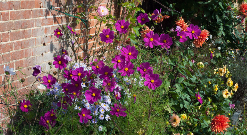 Cottage garden flowers