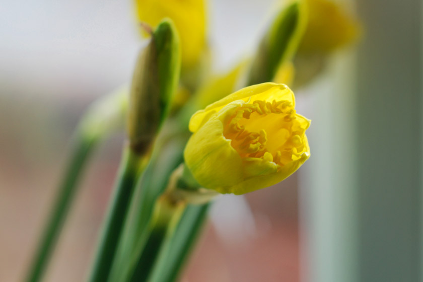 Opening daffodil