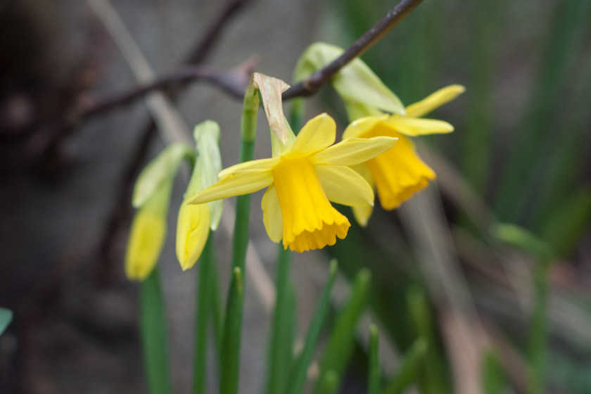 Daffodil heads