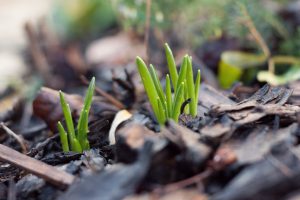Daffodil buds poking through soil