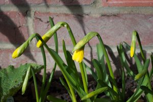 Closed daffodil heads