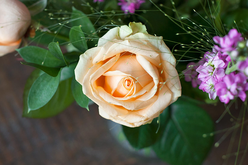 Closeup of peach rose