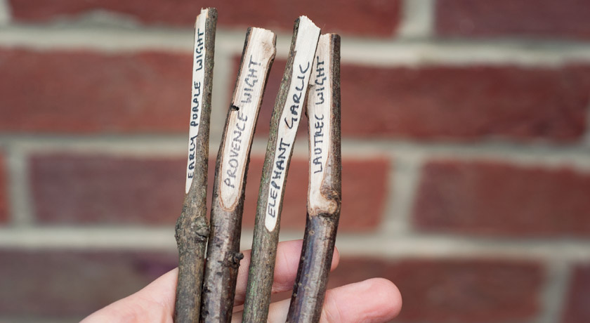 Twig plant markers