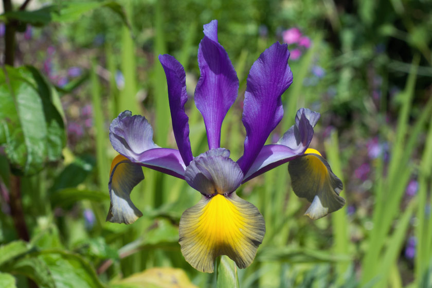 Purple and yellow iris