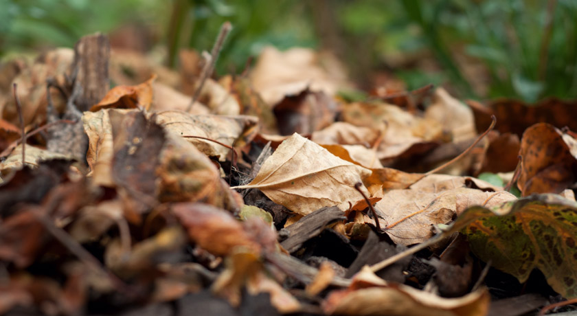 Fallen brown leaves