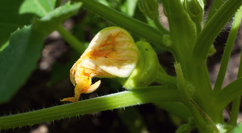 Shrivelled courgette bud