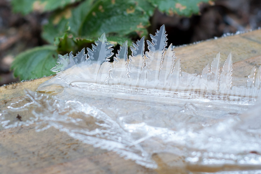Fern shaped ice