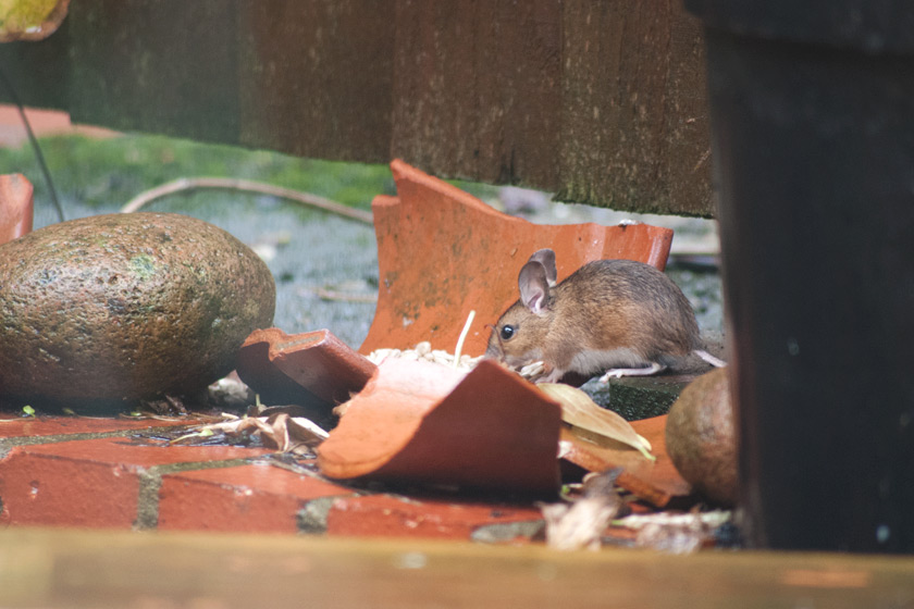 Field mouse eating seed