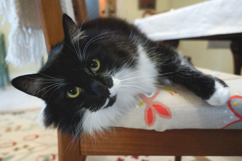 Cat laying on chair