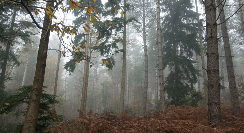 Tall trees in the fog