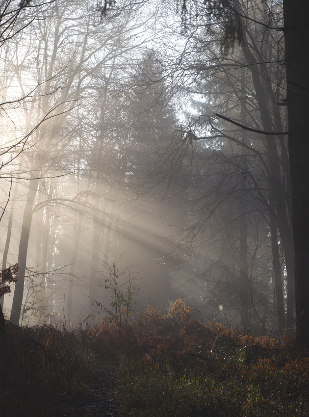 Light rays in forest