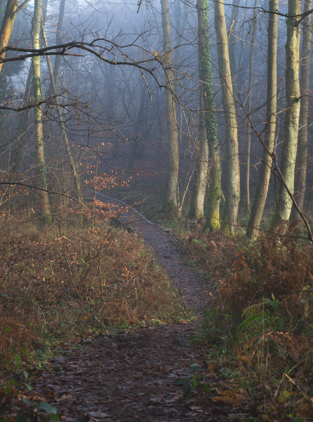 Forest path in the fog