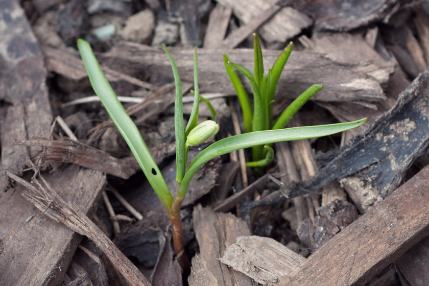 Small green fritillary bud