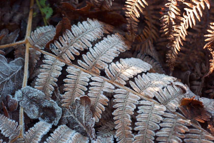 Brown fern covered in frost