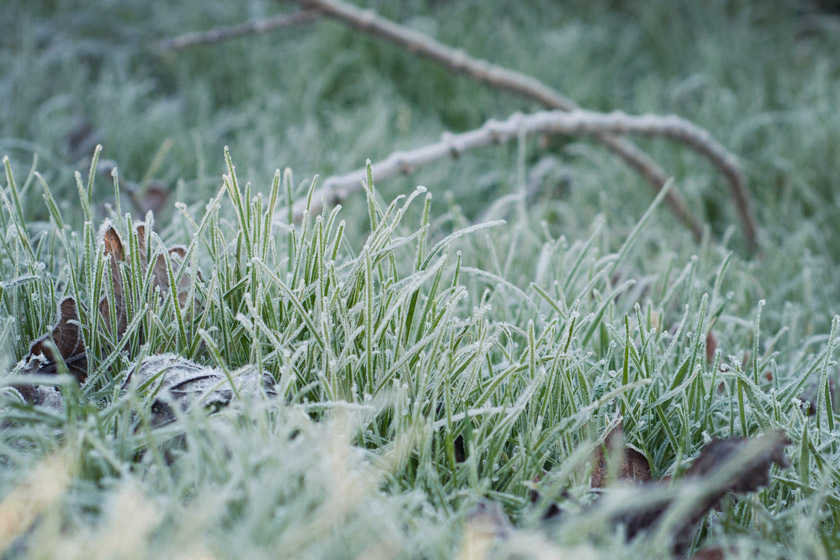 Grass with thick frost