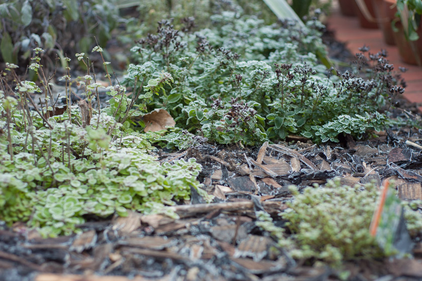 Herbs covered in frost