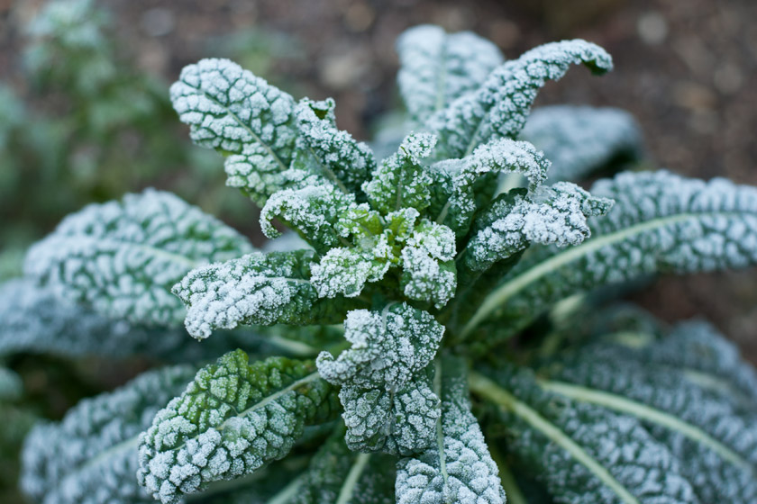 Kale plant covered in thick frost