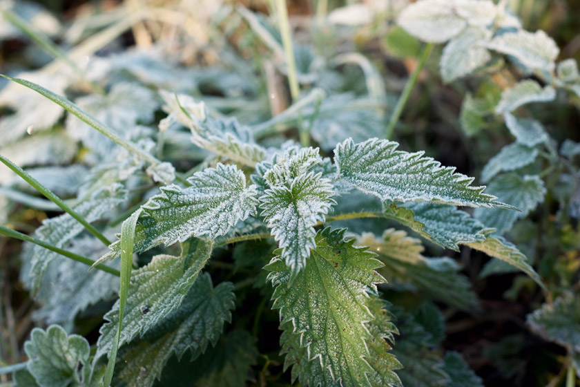 Nettle leaves with frost