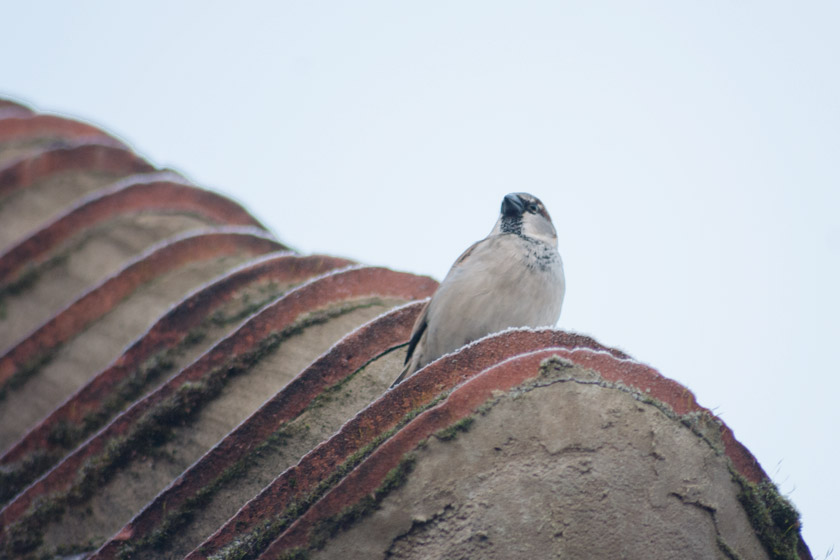 House sparrow on frosty roof