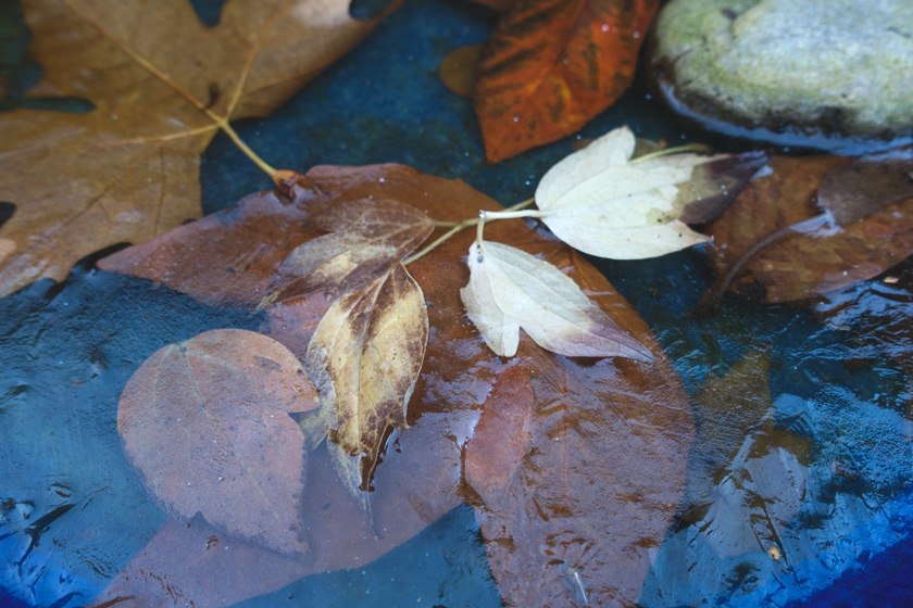 Leaves in ice