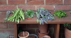 Vegetables and herbs on bench